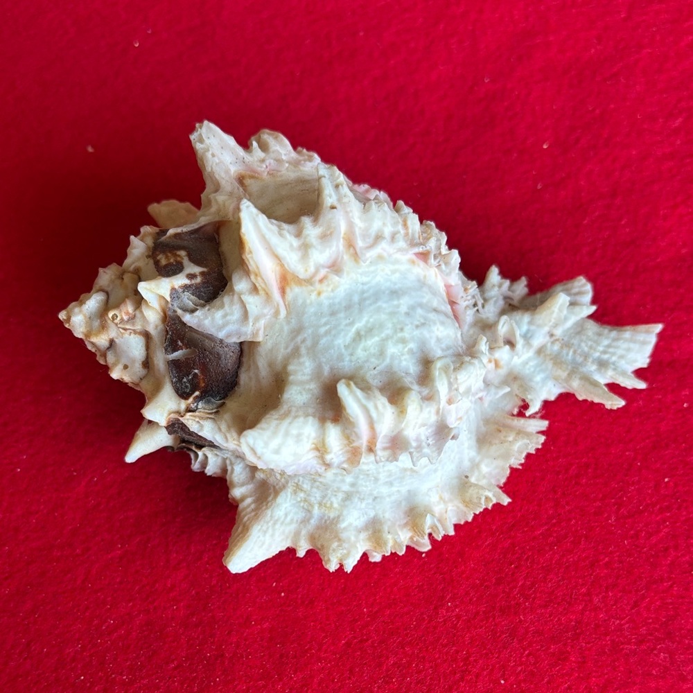 Natural Spiked Ramose Murex Seashell Decor